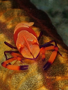 Emperor shrimp on Sea cucumber by Marylin Batt 